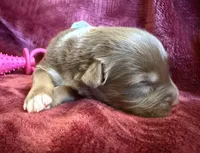 Cherry, a female Australian Shepherd for sale in Caliente, CA – 2 of 10