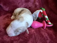 Sparkle, a female Australian Shepherd for sale in Caliente, CA – 3 of 10