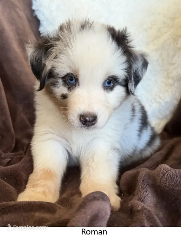 Roman – Australian Shepherd puppy for sale in Caliente, CA