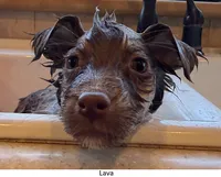 Lava, a female Australian Shepherd for sale in Caliente, CA – 3 of 10