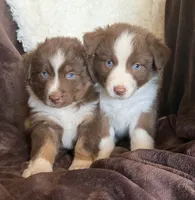 Boomer, a male Australian Shepherd for sale in Caliente, CA – 8 of 10