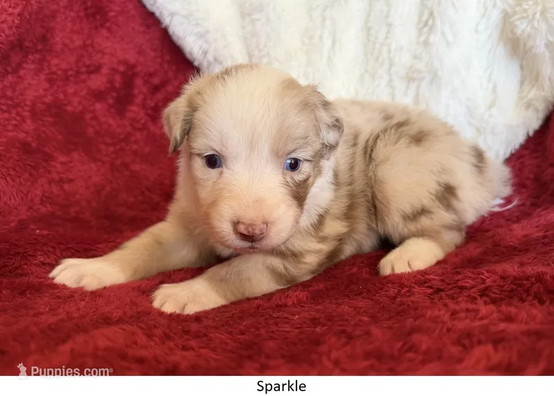 Sparkle – Australian Shepherd puppy for sale in Caliente, CA