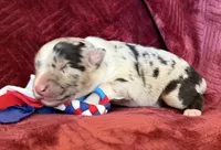 Rocket, a male Australian Shepherd for sale in Caliente, CA – 3 of 10