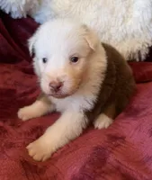 Flicker, a female Australian Shepherd for sale in Caliente, CA – 4 of 10