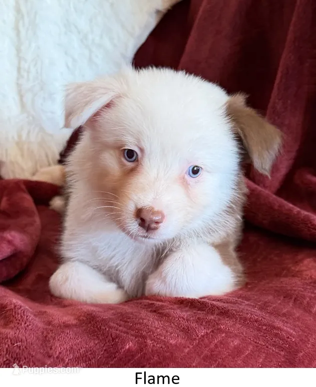 Flame – Australian Shepherd puppy for sale in Caliente, CA