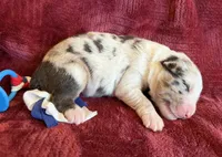 Roman, a male Australian Shepherd for sale in Caliente, CA – 2 of 10