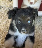 Barrow, a male Australian Shepherd for sale in Caliente, CA – 3 of 10