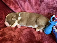 Pyro, a male Australian Shepherd for sale in Caliente, CA – 7 of 10