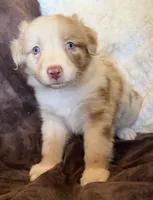 Sparkle, a female Australian Shepherd for sale in Caliente, CA – 2 of 10