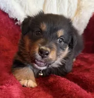 Dignity, a male Australian Shepherd for sale in Caliente, CA – 6 of 10