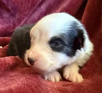 Honor, a male Australian Shepherd for sale in Caliente, CA – 8 of 10