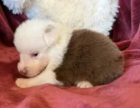 Flicker, a female Australian Shepherd for sale in Caliente, CA – 7 of 10