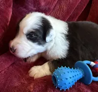 Valor, a male Australian Shepherd for sale in Caliente, CA – 3 of 10