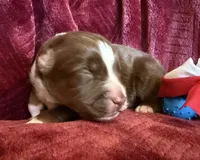Boomer, a male Australian Shepherd for sale in Caliente, CA – 4 of 10