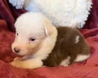 Sparks, a female Australian Shepherd for sale in Caliente, CA – 3 of 10