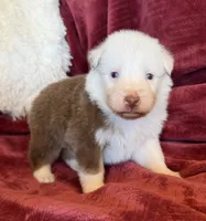 Flicker, a female Australian Shepherd for sale in Caliente, CA – 2 of 10