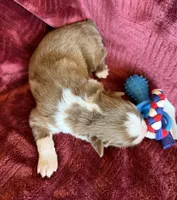 Pyro, a male Australian Shepherd for sale in Caliente, CA – 4 of 10