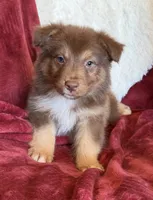 Torch, a male Australian Shepherd for sale in Caliente, CA – 8 of 10