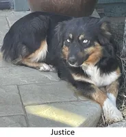 Barrow, a male Australian Shepherd for sale in Caliente, CA – 7 of 10