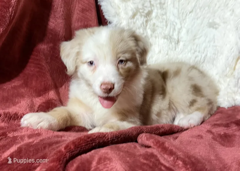 Sparkle – Australian Shepherd puppy for sale in Caliente, CA