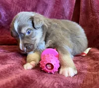 Grace, a female Australian Shepherd for sale in Caliente, CA – 8 of 10