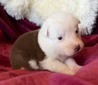 Sparks, a female Australian Shepherd for sale in Caliente, CA – 5 of 10