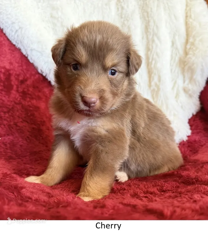Cherry – Australian Shepherd puppy for sale in Caliente, CA