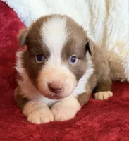 Pyro, a male Australian Shepherd for sale in Caliente, CA – 2 of 10