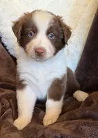 Flare, a female Australian Shepherd for sale in Caliente, CA – 7 of 10