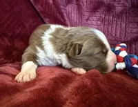 Pyro, a male Australian Shepherd for sale in Caliente, CA – 3 of 10