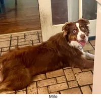Sparks, a female Australian Shepherd for sale in Caliente, CA – 9 of 10