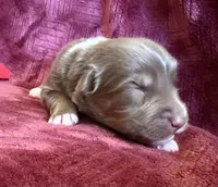 Cherry, a female Australian Shepherd for sale in Caliente, CA – 5 of 10
