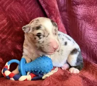 Rocket, a male Australian Shepherd for sale in Caliente, CA – 6 of 10