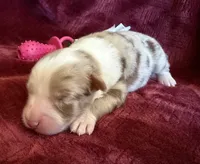 Sparkle, a female Australian Shepherd for sale in Caliente, CA – 5 of 10