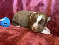 Boomer, a male Australian Shepherd for sale in Caliente, CA – 3 of 10
