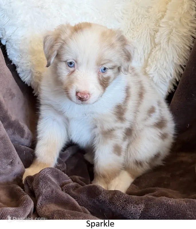 Sparkle – Australian Shepherd puppy for sale in Caliente, CA