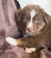 Boomer, a male Australian Shepherd for sale in Caliente, CA – 6 of 10