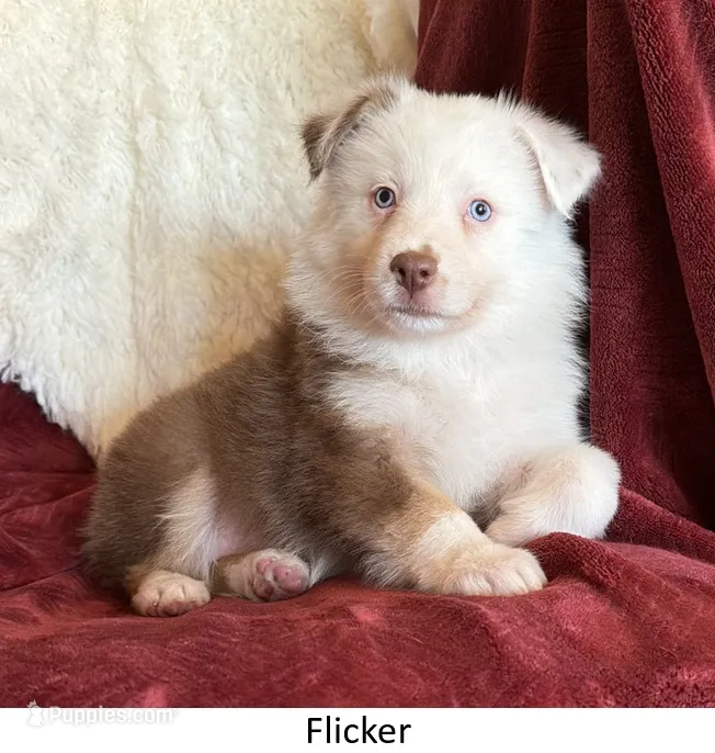 Flicker – Australian Shepherd puppy for sale in Caliente, CA