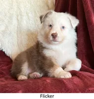Flicker, a female Australian Shepherd for sale in Caliente, CA – 1 of 10