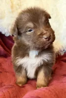 Torch, a male Australian Shepherd for sale in Caliente, CA – 4 of 10