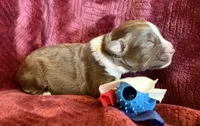 Boomer, a male Australian Shepherd for sale in Caliente, CA – 8 of 10