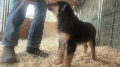 Dignity, a male Australian Shepherd for sale in Caliente, CA – 2 of 9