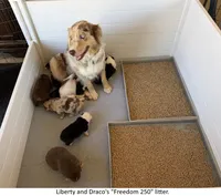 Dignity, a male Australian Shepherd for sale in Caliente, CA – 9 of 9