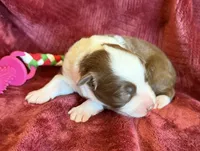 Flare, a female Australian Shepherd for sale in Caliente, CA – 6 of 10