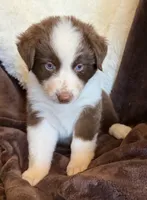 Flare, a female Australian Shepherd for sale in Caliente, CA – 6 of 10