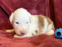 Spirit, a male Australian Shepherd for sale in Caliente, CA – 8 of 10