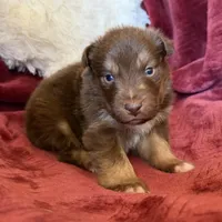 Torch, a male Australian Shepherd for sale in Caliente, CA – 2 of 10