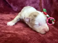 Sparkle, a female Australian Shepherd for sale in Caliente, CA – 7 of 10