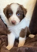 Flare, a female Australian Shepherd for sale in Caliente, CA – 5 of 10