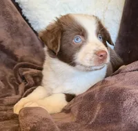 Flare, a female Australian Shepherd for sale in Caliente, CA – 2 of 10
